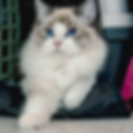 Kattenkapper Amsterdam