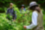 Botanist and wetland conservationist Koren Bosworth examines plants during a "Wander the Wetlands" hike on Saturday, July 11, 2026. (Jasz Garrett / Juneau Independent)