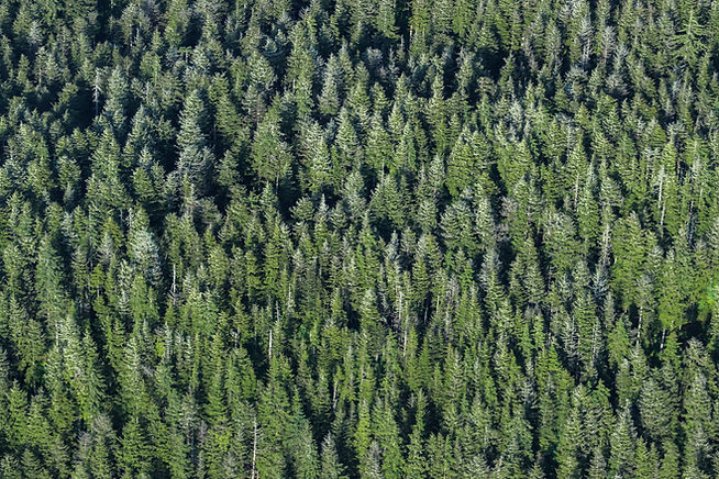 The Tongass National Forest in June 2024. (Jasz Garrett / Juneau Independent)