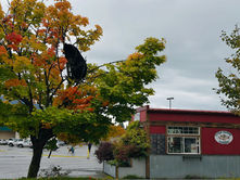 A bear stuck in a tree prompts reminders to give wildlife space