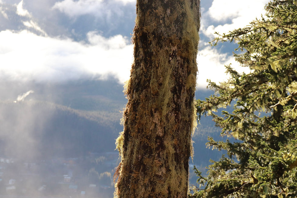 Forest Service extends public comment period for Roadless Rule rescission