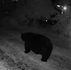 A bear is missing after charging a man and being shot; no human injuries reported