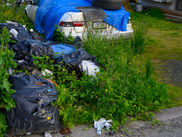 Young bear euthanized following incident downtown; Fish and Game, JPD encourage securing trash
