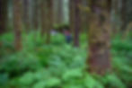 Leaving grassy wetlands and wandering through the forest back toward the main trail of Kaxdigoowu Héen Dei (Clear Water) Trail on Saturday, July 11, 2026. (Jasz Garrett / Juneau Independent)