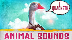animal sounds.jpeg