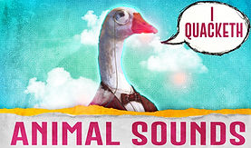 animal sounds.jpeg