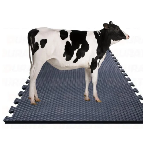 Cow Mats and Their Advantages for Dairy Cows (A Comprehensive Guide)
