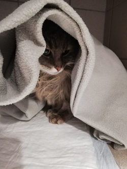 Cocooning en chatterie