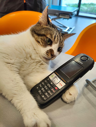 chat au téléphone.jpg