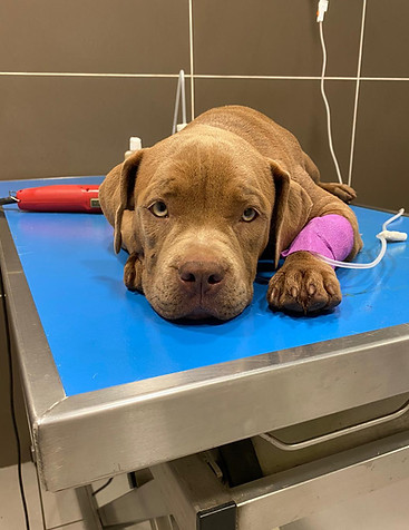 un chien sous perfusion