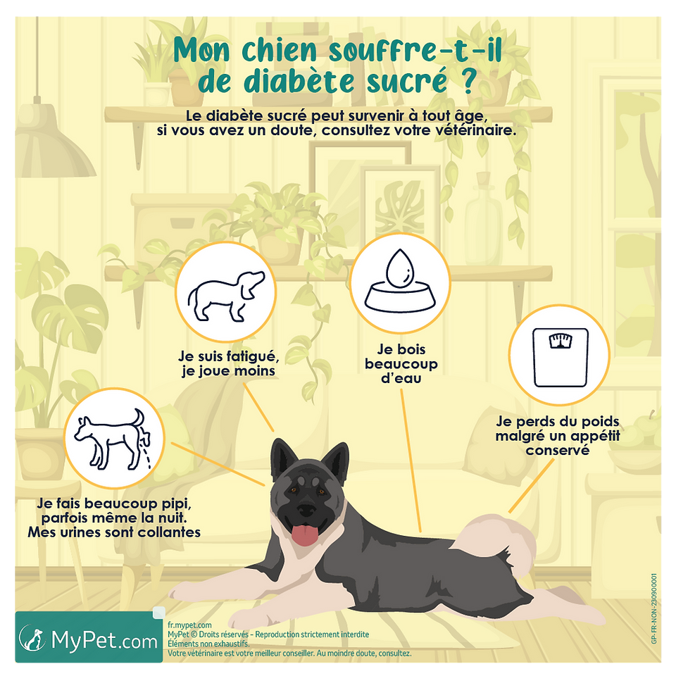 symptômes du diabète des chiens