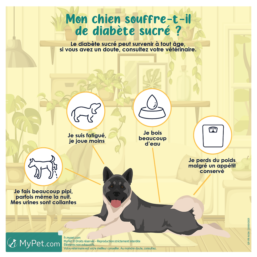diabète du chien et du chat
