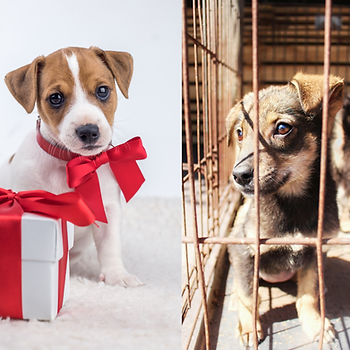 un chiot en cadeau de Noël et un chiot en refuge
