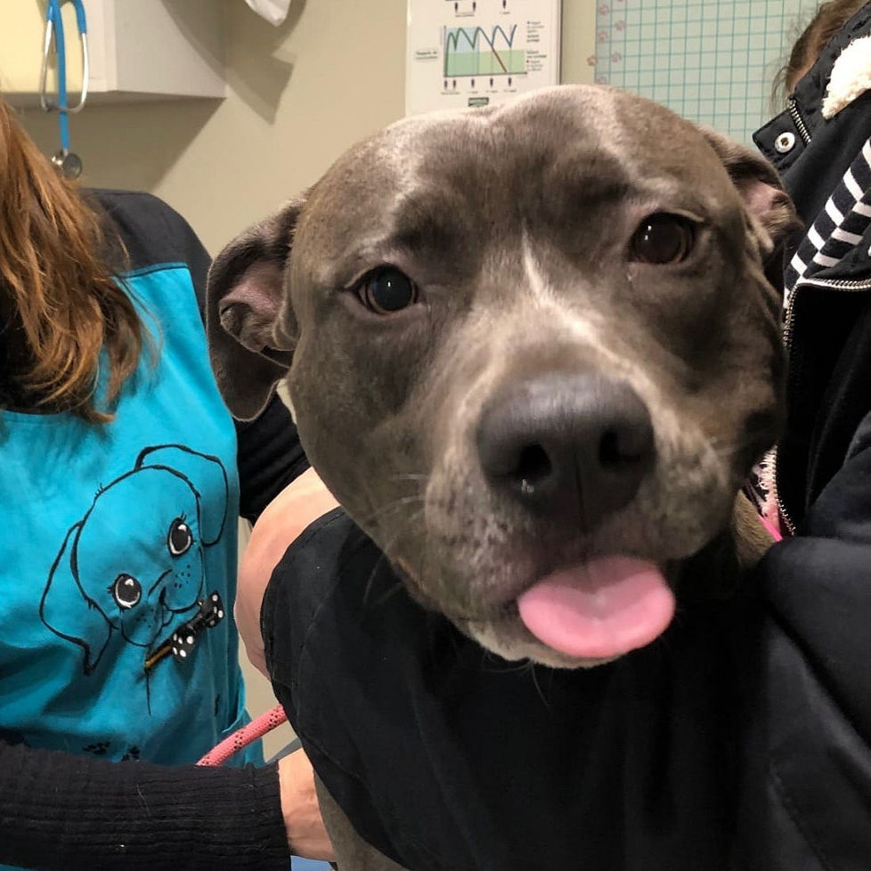 Évaluations comportementale