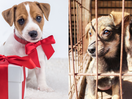 un chiot en cadeau un chiot à l'adoption