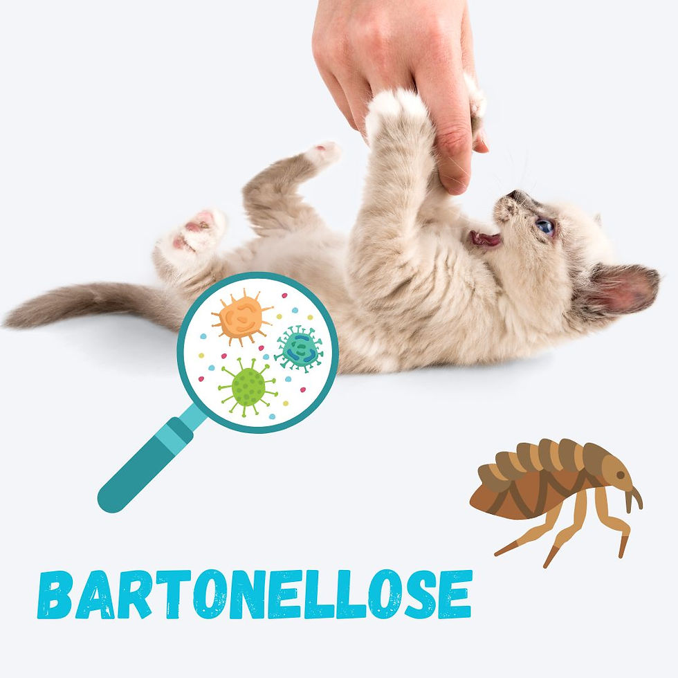 un chat qui joue avec les mains