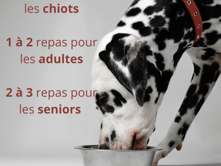 un chien qui mange