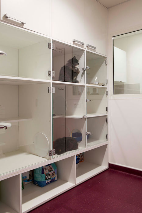Espace chat de la clinique vétérinaire Sarrola-Carcopino