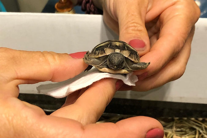 Tortue_edited.jpg