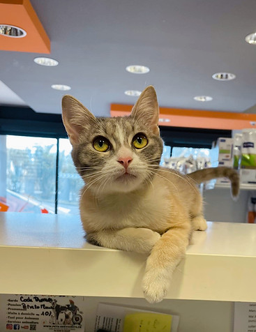 chat comptoir sur le comptoir de la clinique