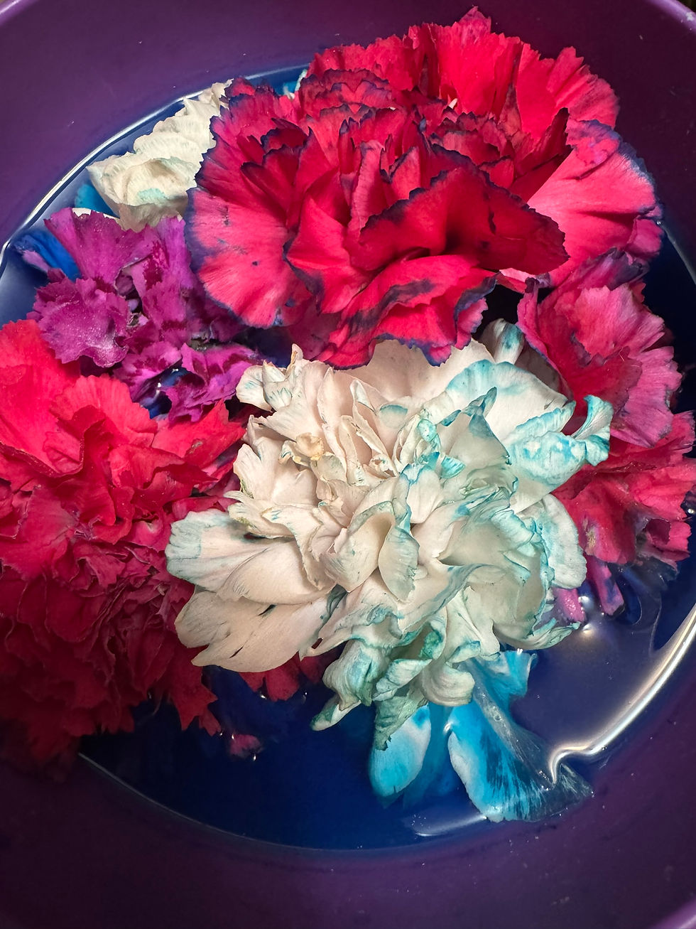 last day of flower expirament