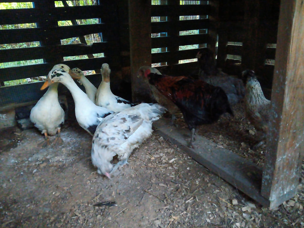 better housing for the poultry