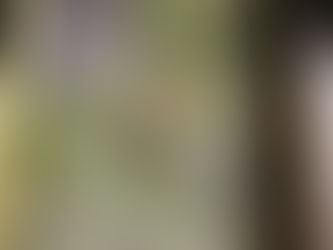 Schoolwork, Seashells, and Saving Jezebel