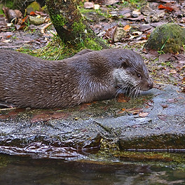 otter_edited.jpg