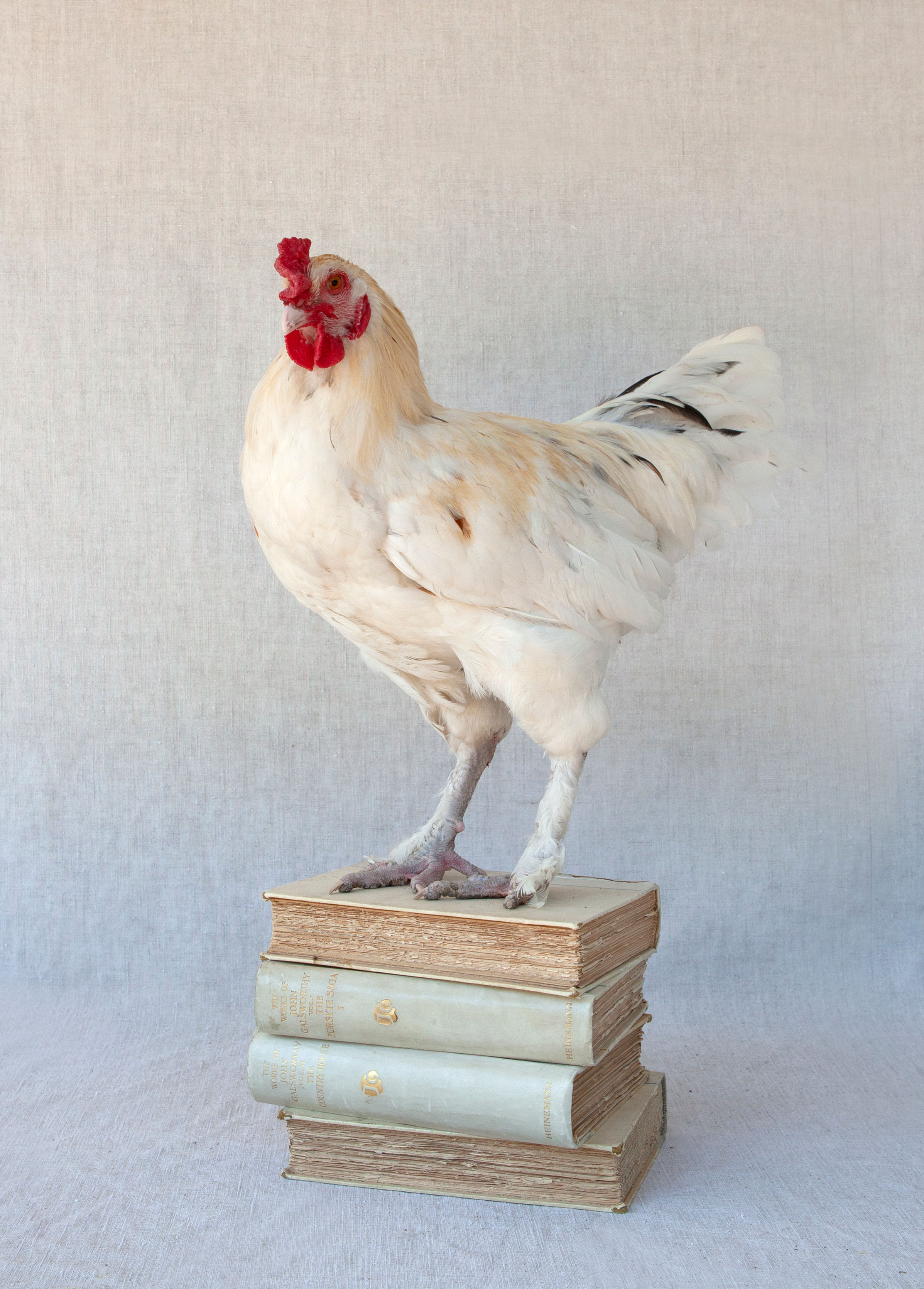 Earl - Limited edition of 50