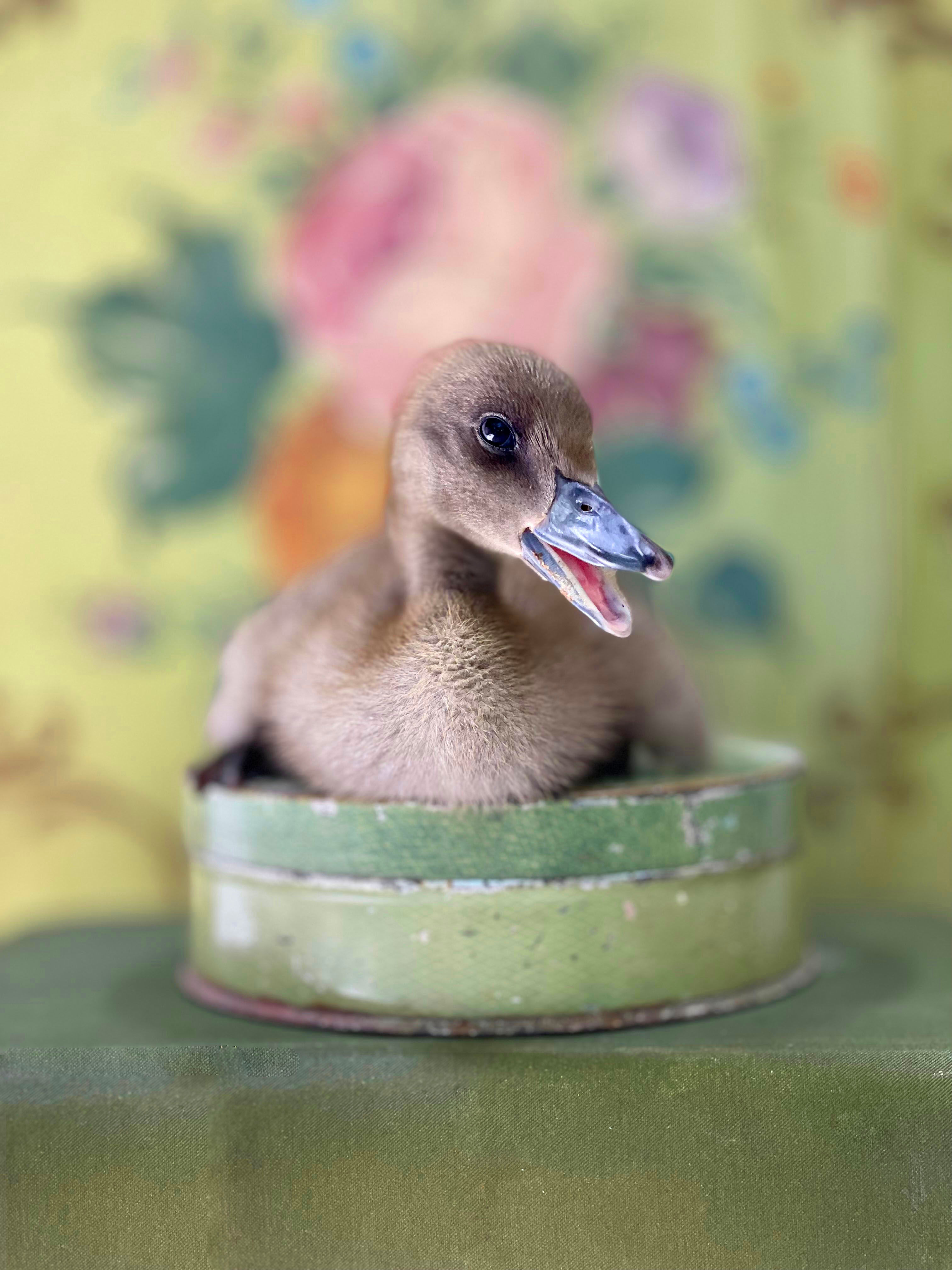 Rebel - Greeting Card