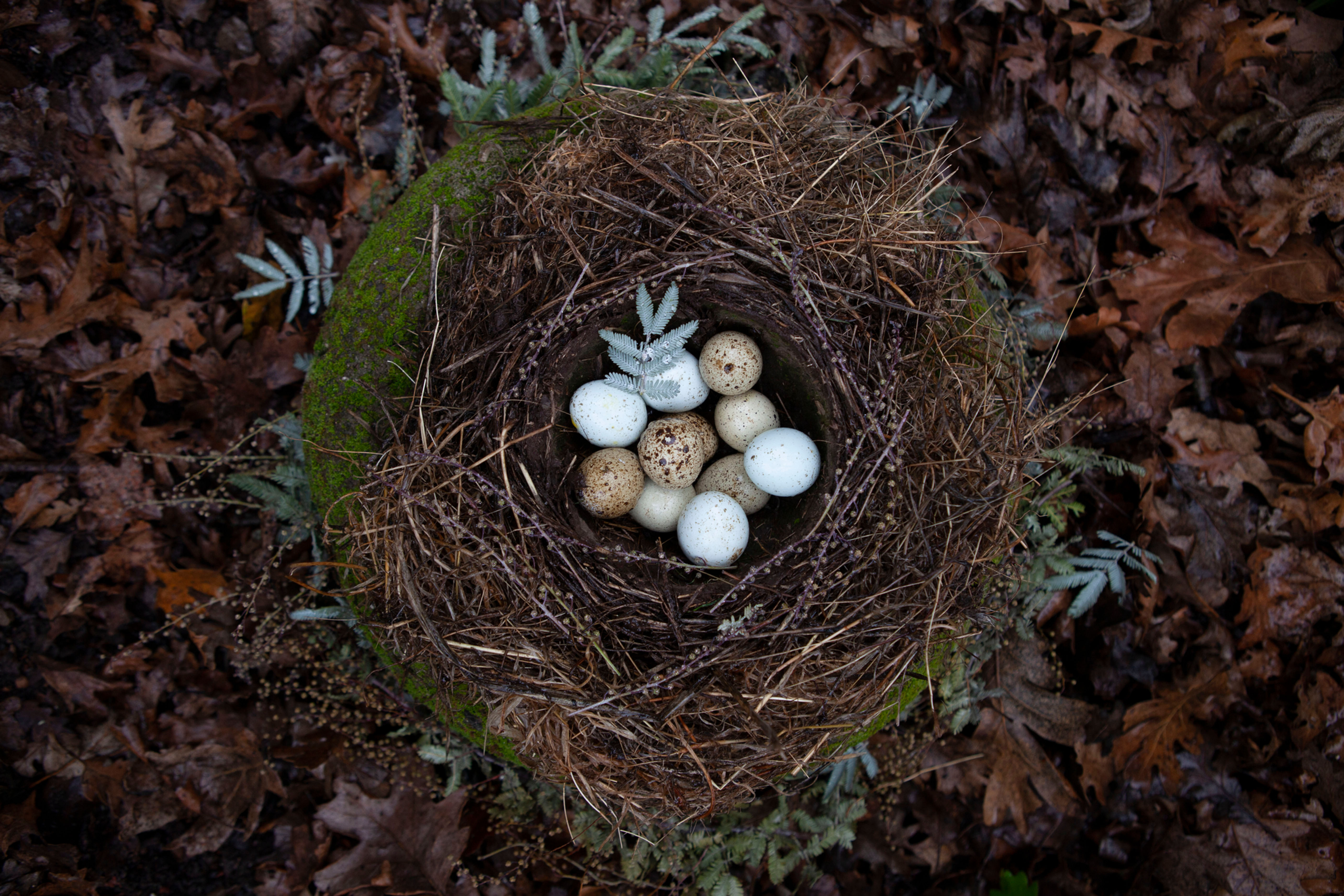 Winter Nest II