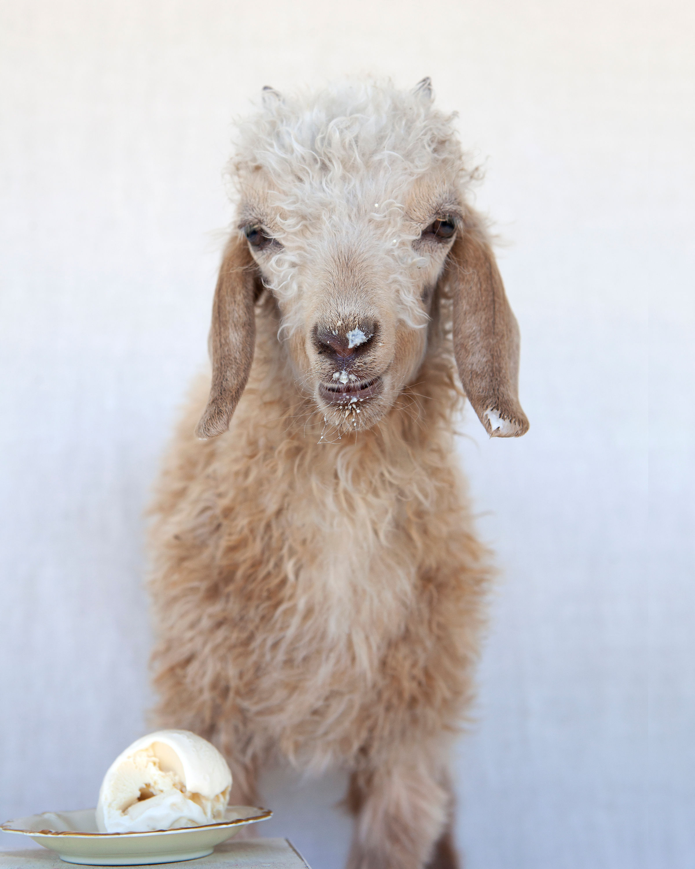 baby goat. tan goat goat with ice cream Tania Soderman