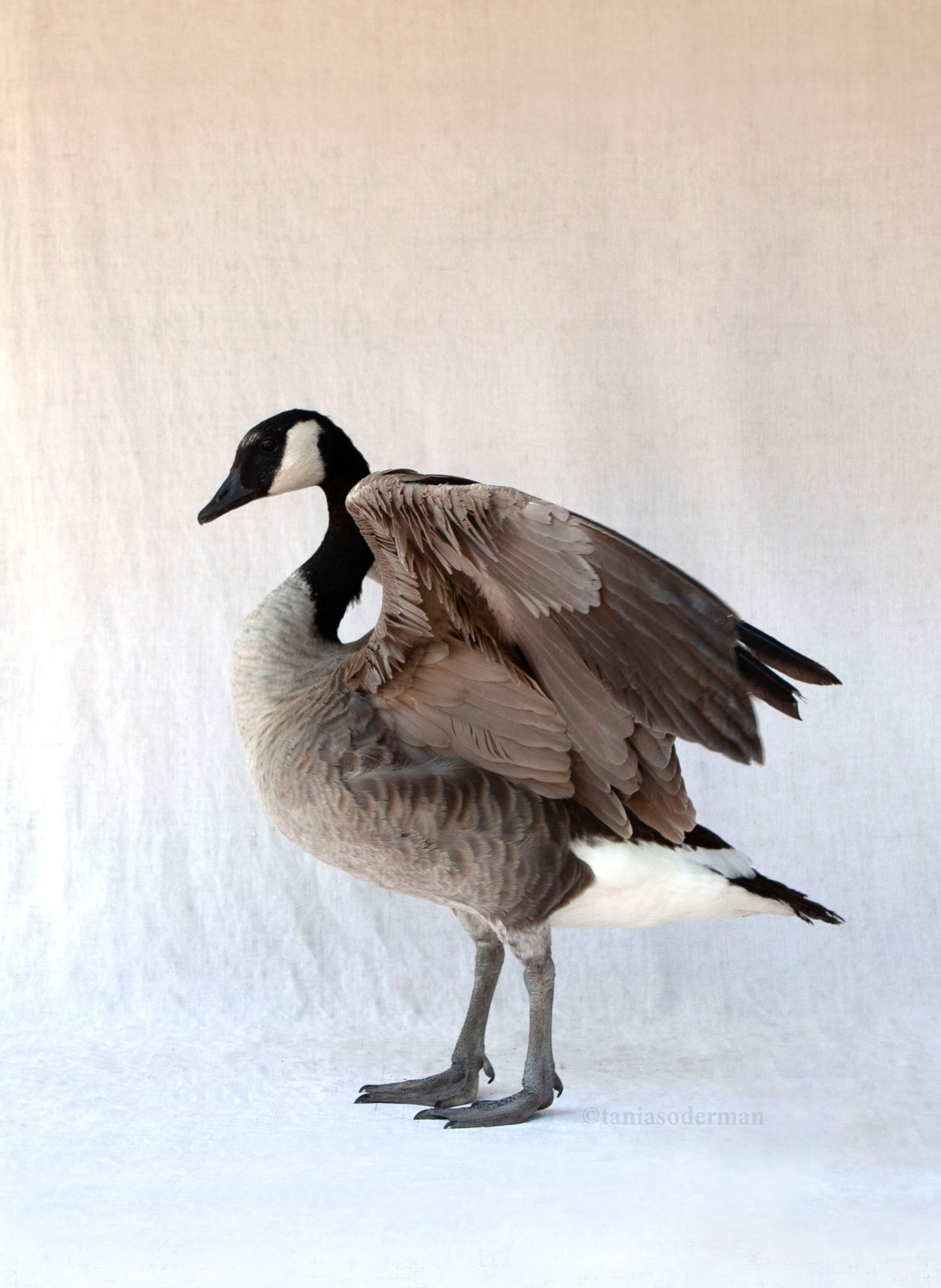 Darling - Greeting Card