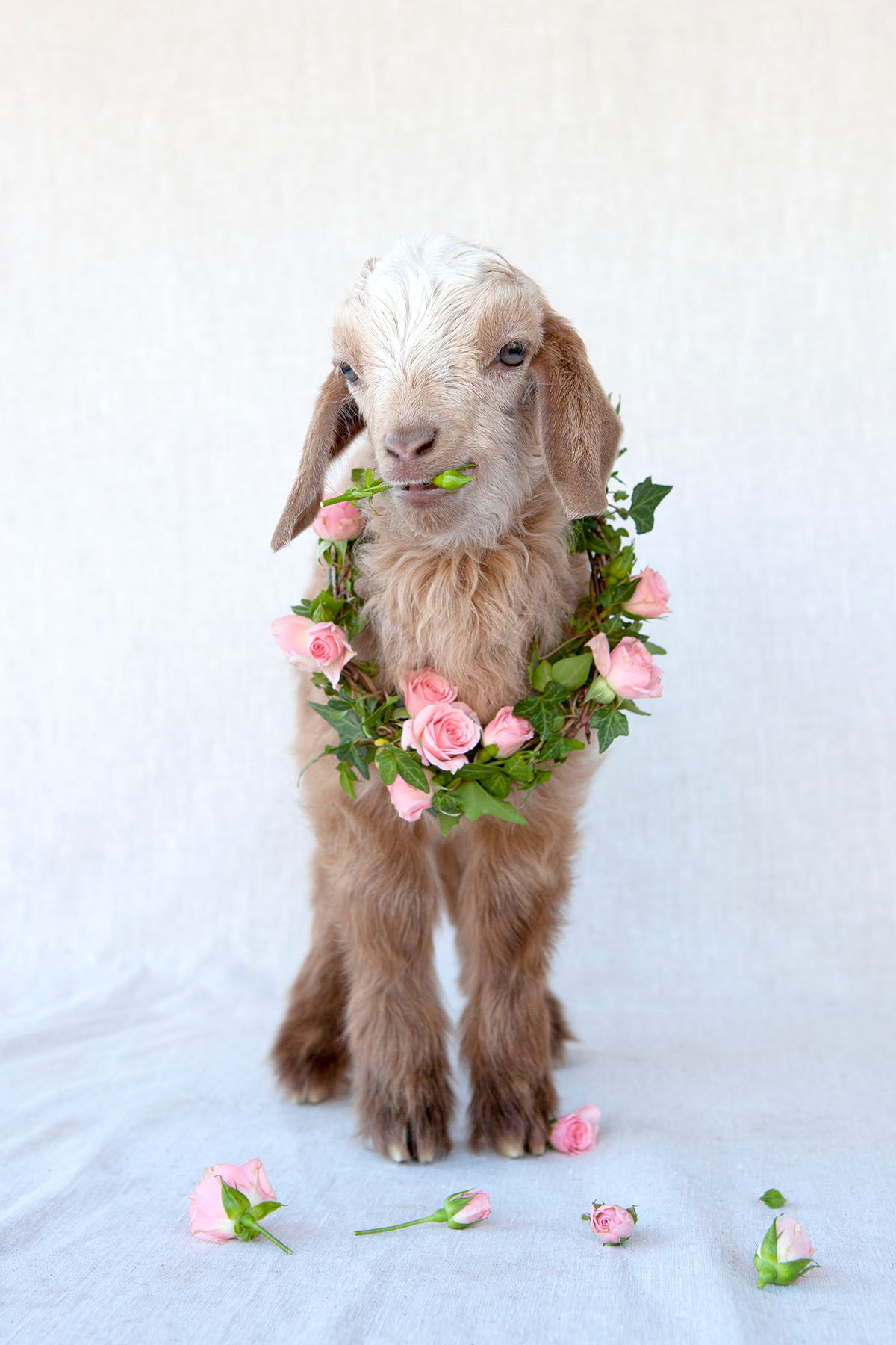 Friday Roses - Greeting Card