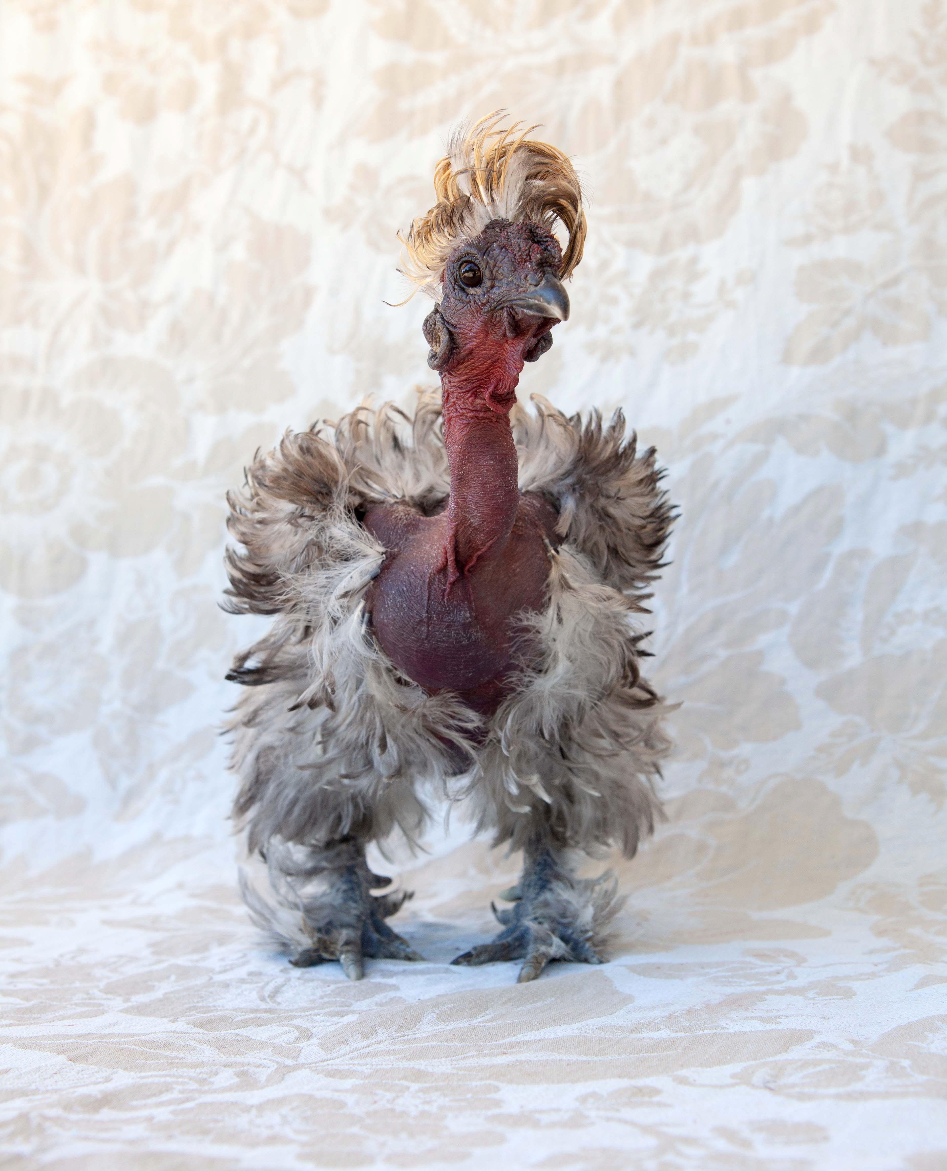 Liberace - Print - Limited edition of 50