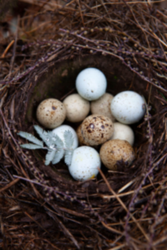 Winter Nest Detail