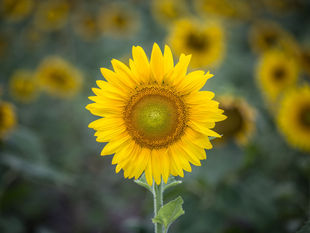 Toxic Positivity & Optimism: How to Have a Positive Mindset Without Being Toxic