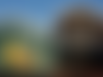 THE OLD BISCUIT MILL