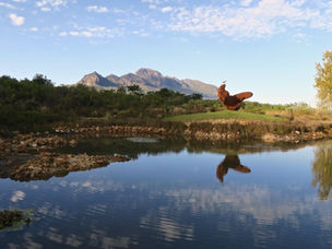 DYLAN LEWIS SCULPTURE GARDEN