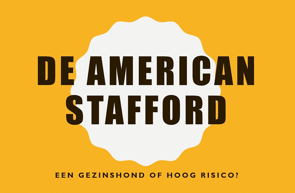 De American Stafford