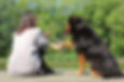 In verbinding met je hond