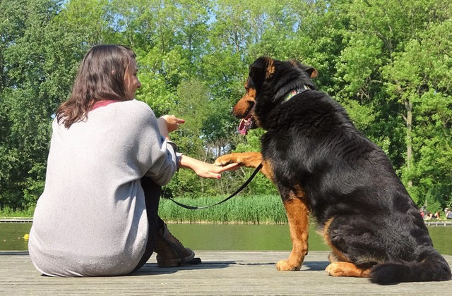 In verbinding met je hond