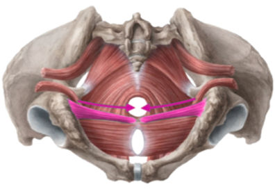 pelvic floor