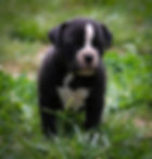 Olde English Bulldog Puppies - Coco1