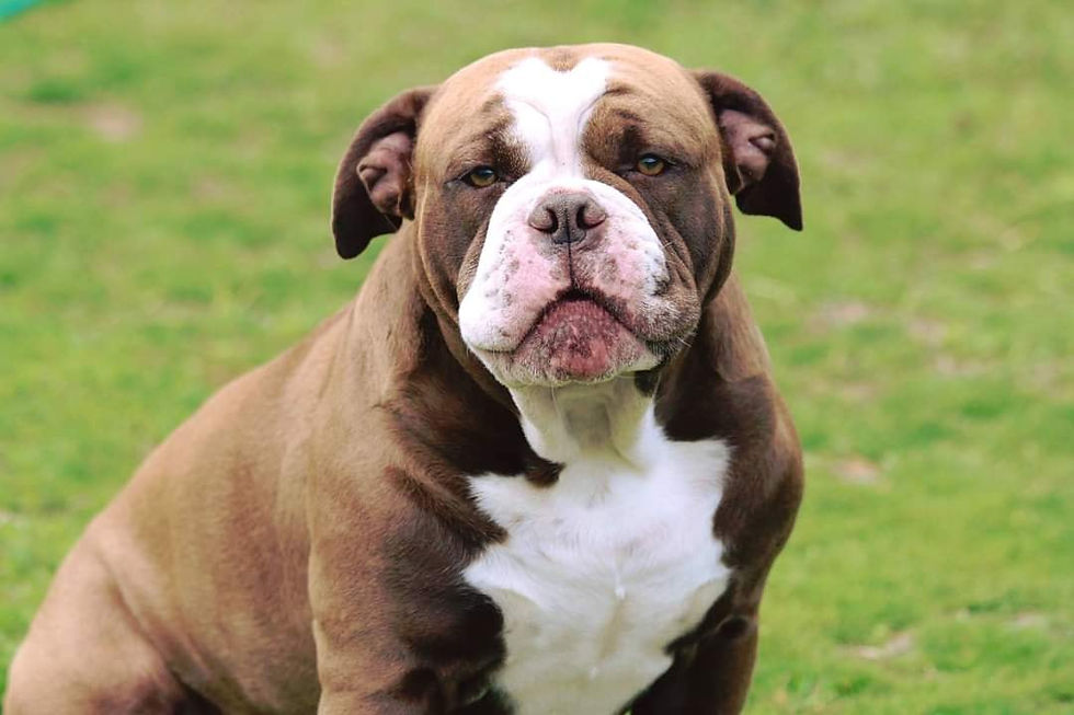 chocolate bulldogge named Jethro