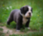 Olde English Bulldog Puppies - Maui1