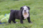 Buttercup - Olde English Bulldog Puppy 1