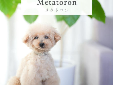 わんにゃんメタトロン9・10月開催のお知らせ