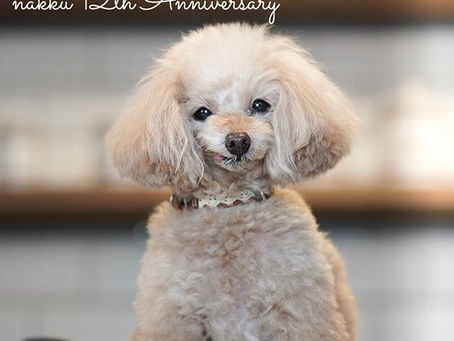 nakku 12th anniversary