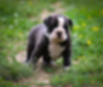 Olde English Bulldog Puppies - Maui3